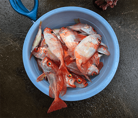Fresh bigeye snapper catch